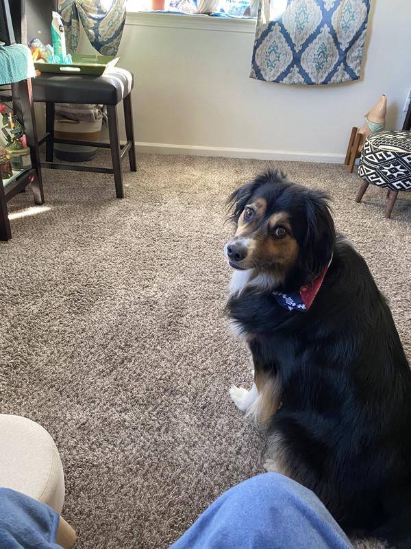 JAKE my Aussie