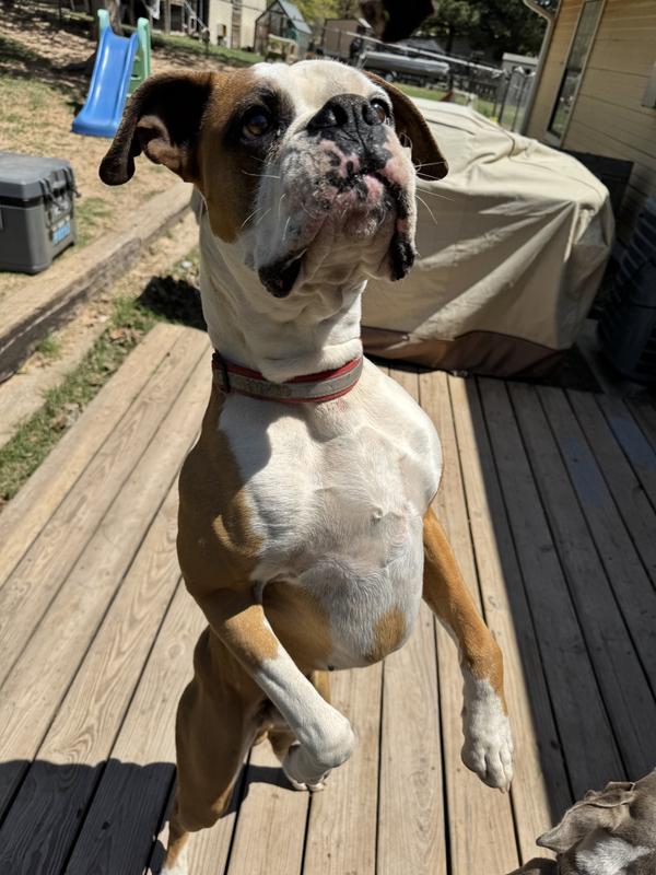 Attention! Throwing in his best trick for another taste.