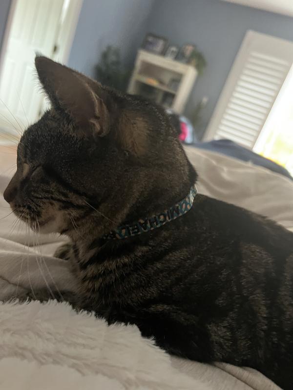 Life safer if cat gets out. Micro chipped however my phone for easy access