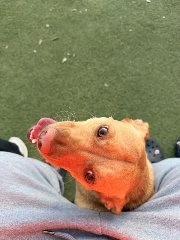 Pickles Loves Purina!