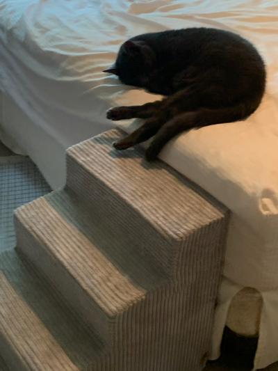My happy senior cat!