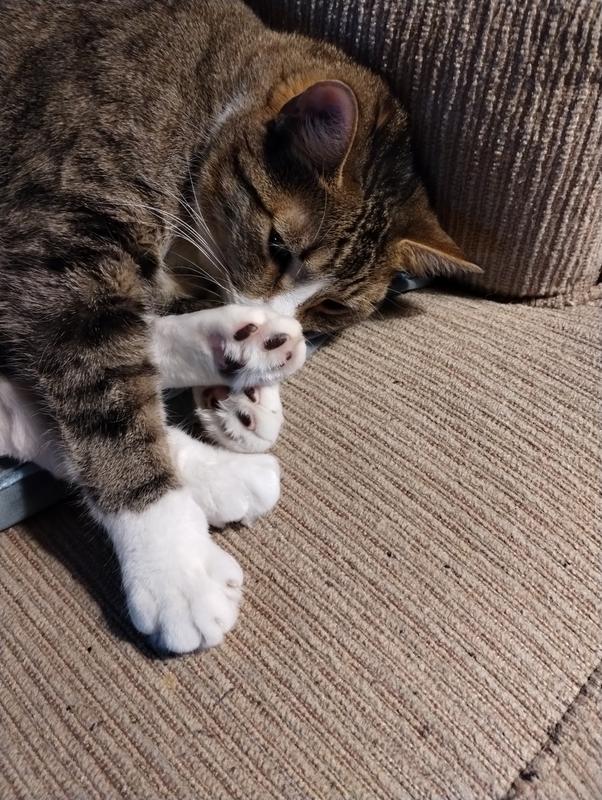 FRISCO Top Entry Cat Litter Box, Black Chewy Canada