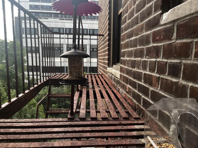 Even New York pigeons won't eat this.