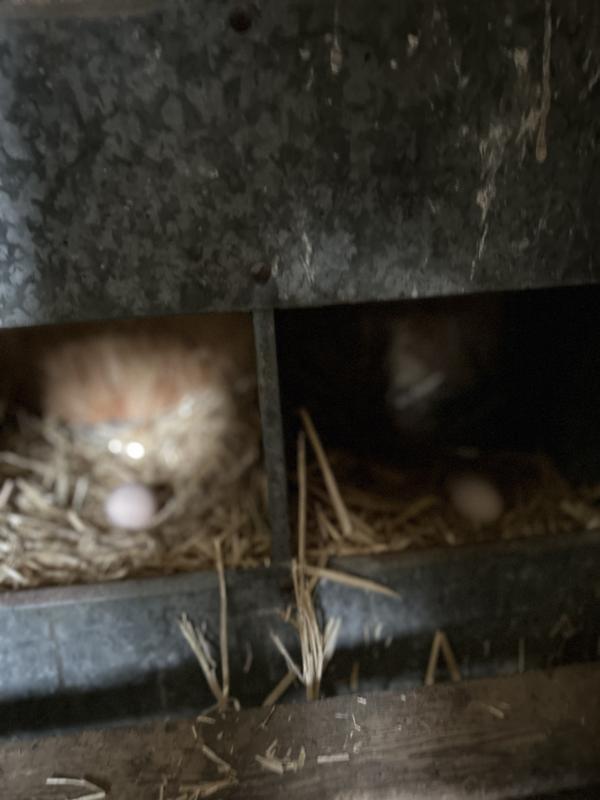 Sorry about the lighting. Hens want some privacy.