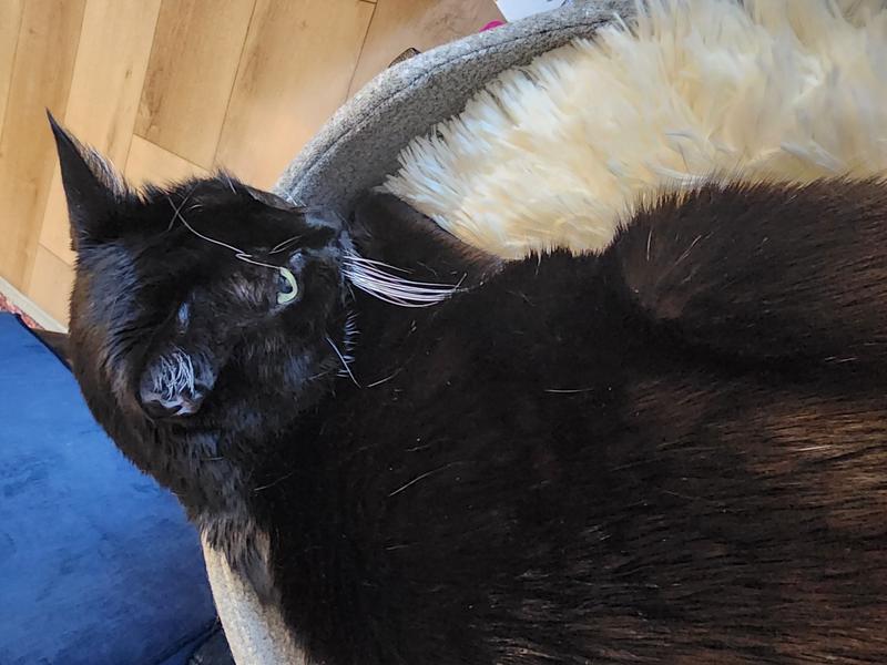 FRISCO Modern Elevated Wrought Iron Cat Bed with Eyelash Cushion, One