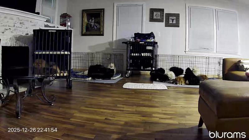 Using our new crate beds and ex-pens in an Airbnb.