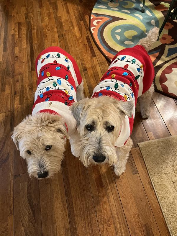 Danny and Jessie enjoying their Chewy Christmas sweaters!