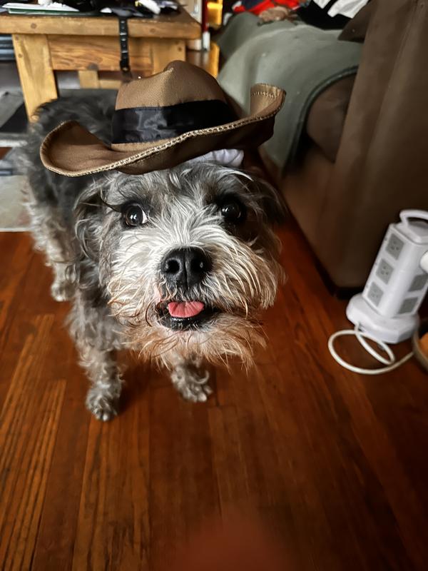 Yeehaw puppy dawg!