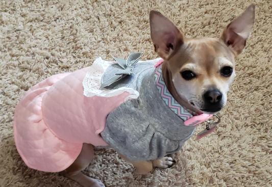 Discontinued DOBAZ Winter Dog Dress Pink Small Chewy