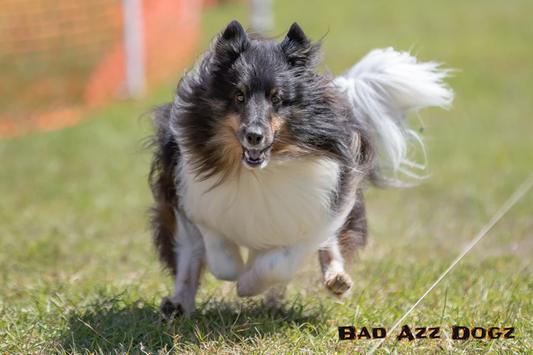My fast cat, agility, obedience Sheltie