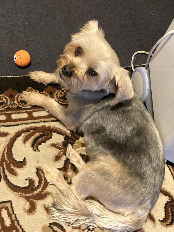 Bruce lives his squeaky ball.