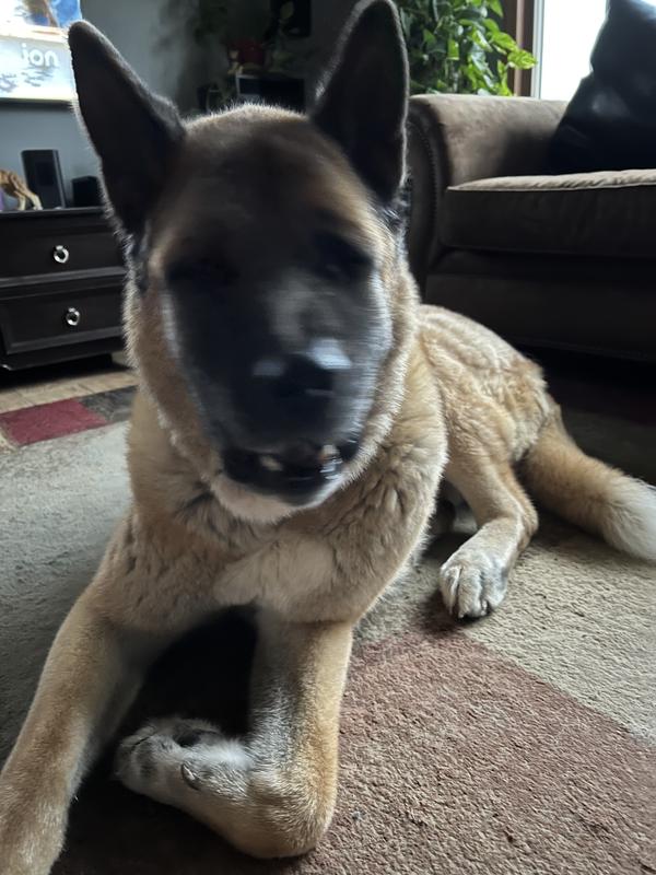 His full snout is swollen