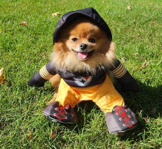 Nfl dog outlet costume