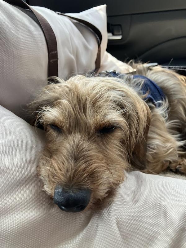 Fun ride to the sunflower farm. Fell asleep on the way home.