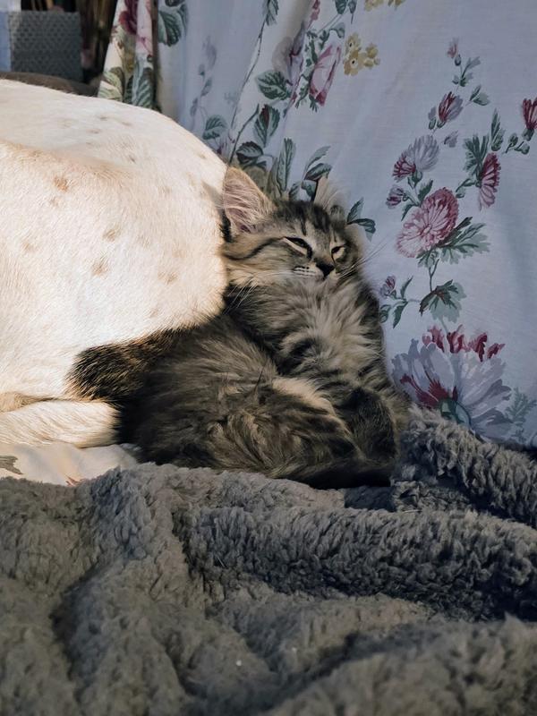 Full belly means better sleep.