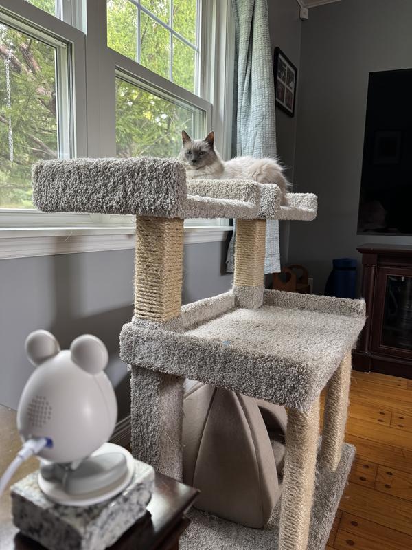 Logan in his favourite cat tree