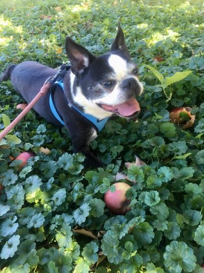 Winston went apple picking