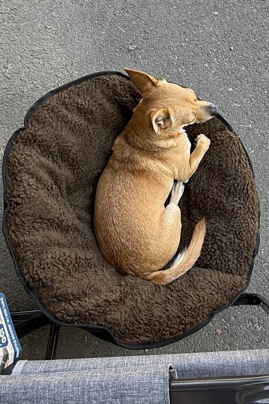 Perfect for this little guy who must be wherever I am