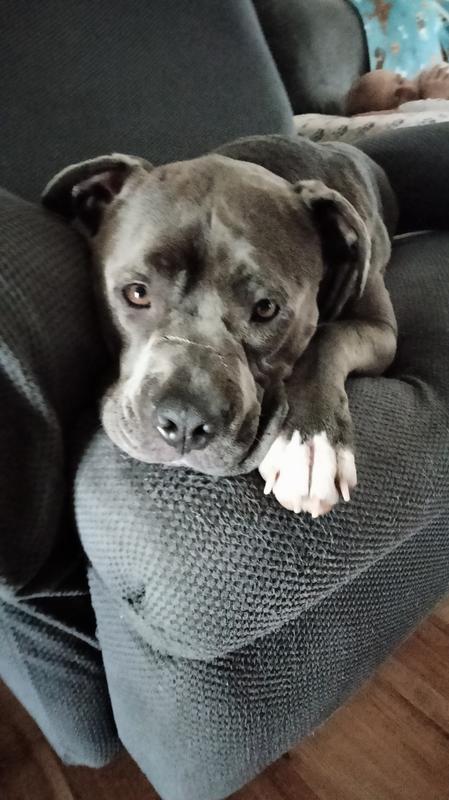 Hank is 2 years old🎂