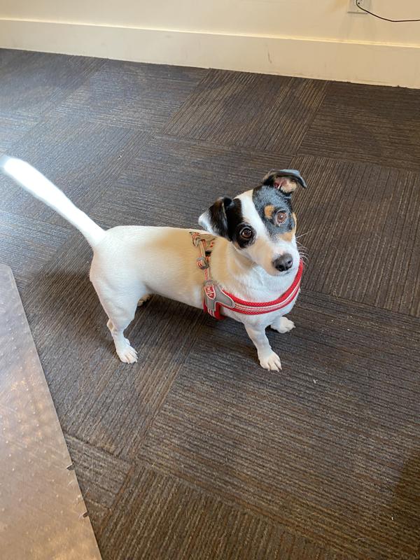 HUGO & HUDSON Easy V Dog Harness, Red, Size 3