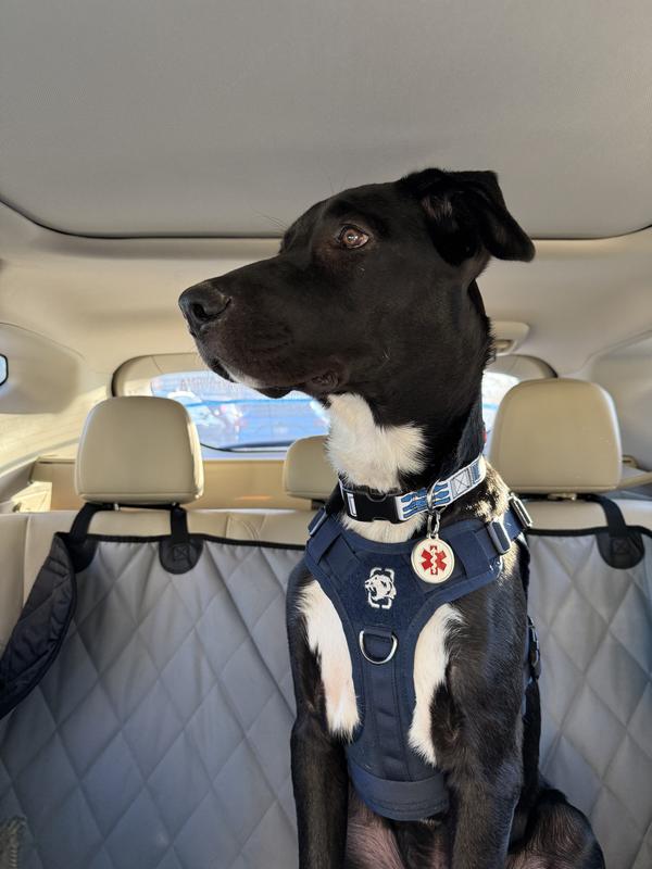 I service dog, looking, handsome, showing off his new ID tag