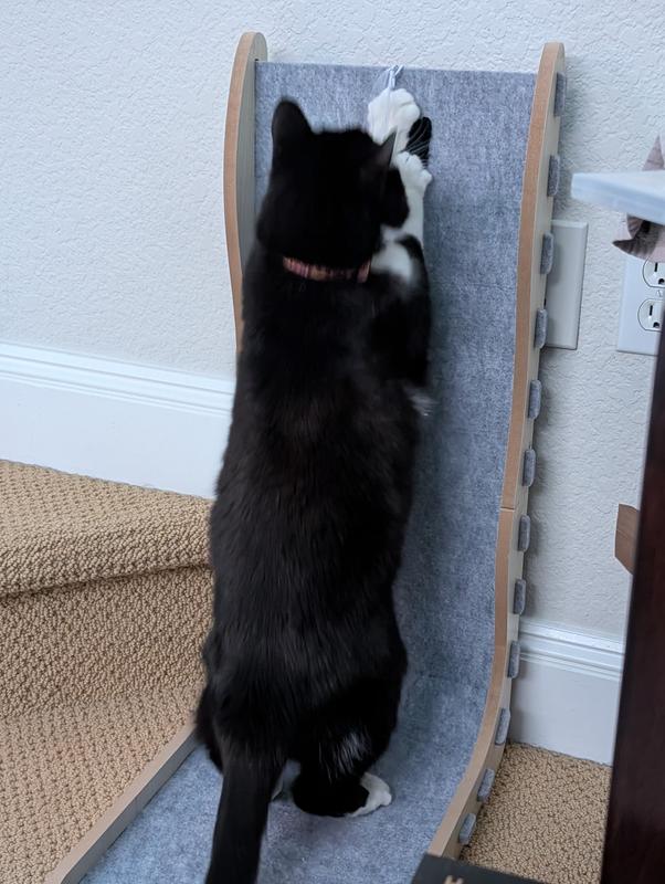 Babycat surprisingly really likes the included toy