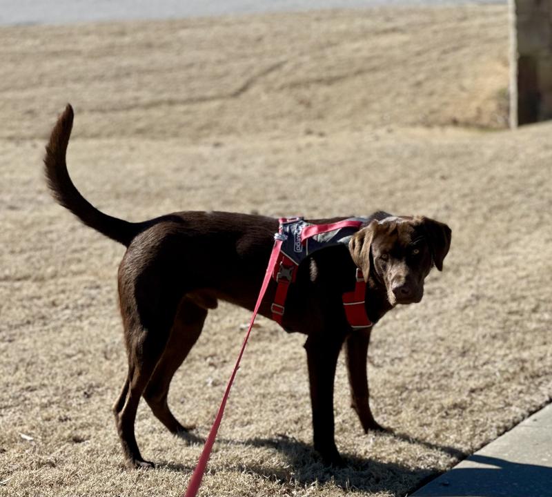 KURGO Journey Air Polyester Reflective No Pull Dog Harness Black Charcoal X Large 28 to 44 in chest Chewy