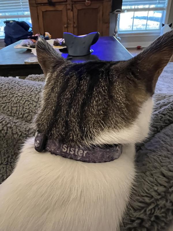 Personalization should be standard on all collars!