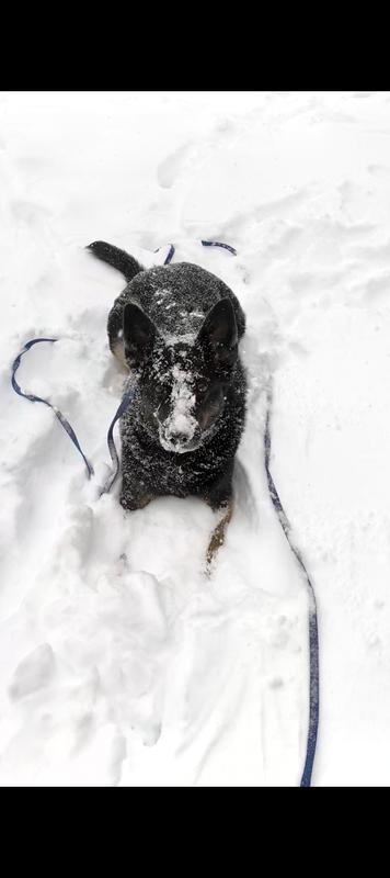 100% Snow dog