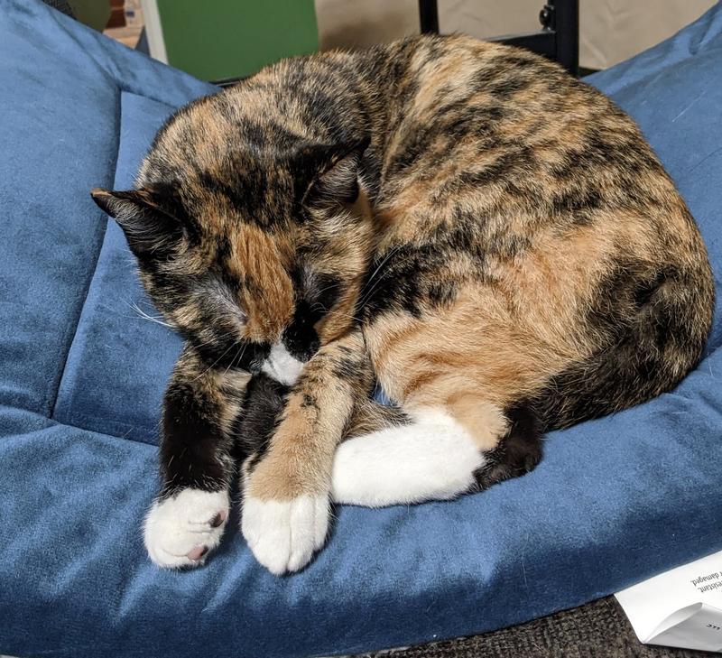 Another angle of her sleeping on the mat draped over the back of my living room chair.