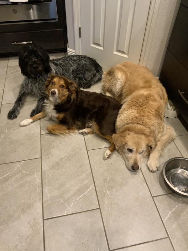 Patiently waiting for a treat!