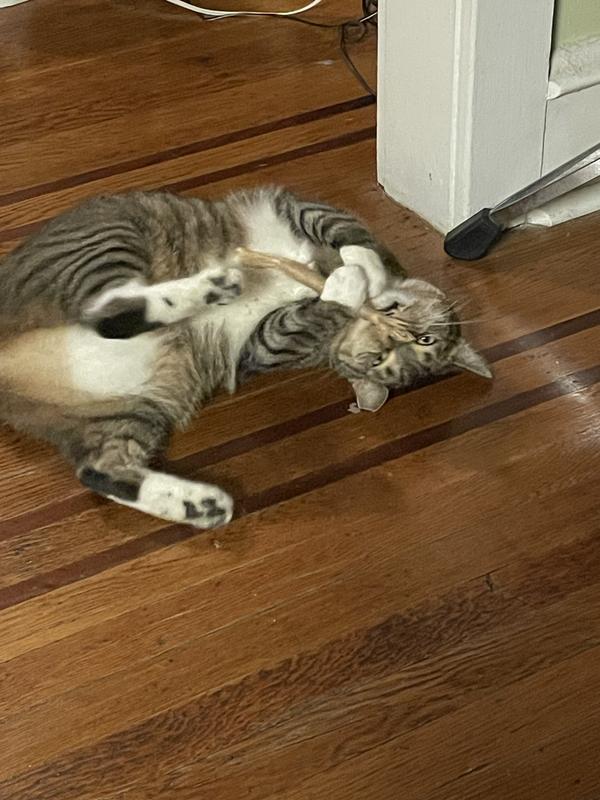 Essence ocean and freshwater food enabling my cat to attack silvervine.