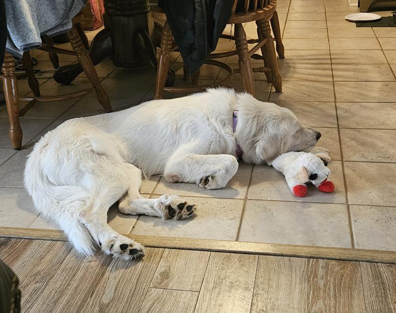 Nap time with Lamb Chop