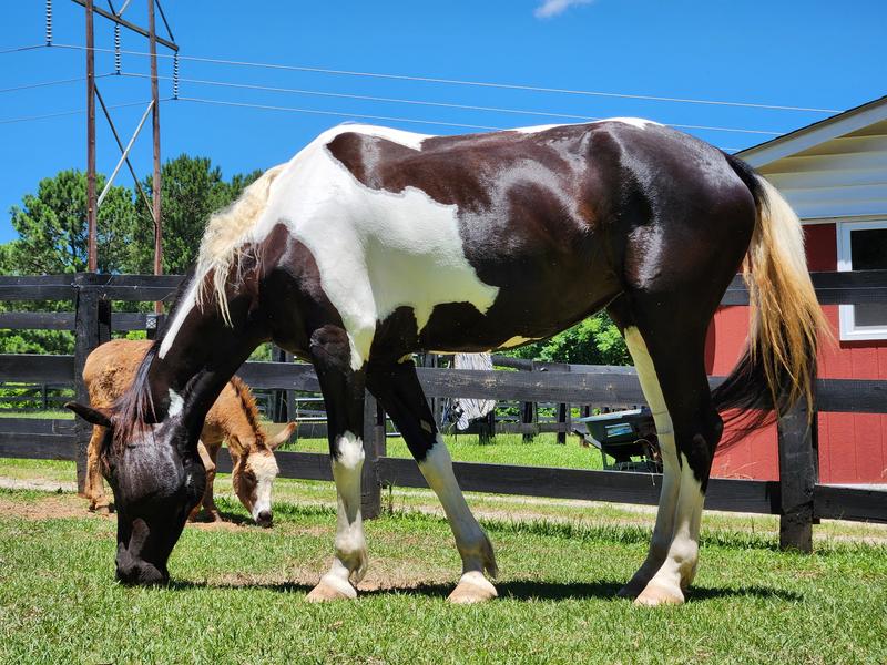 5 y.o. draft cross