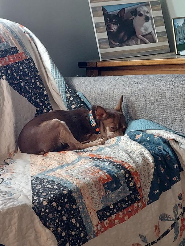Sid loves this couch and looks so handsome in the new collar.