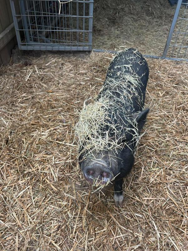 Moxie the wonder pig!