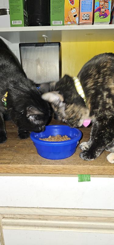 Fighting over who gets the bowl