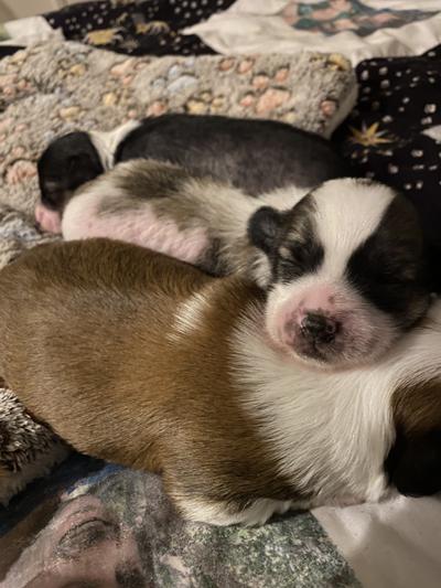 Fat pups due to Products