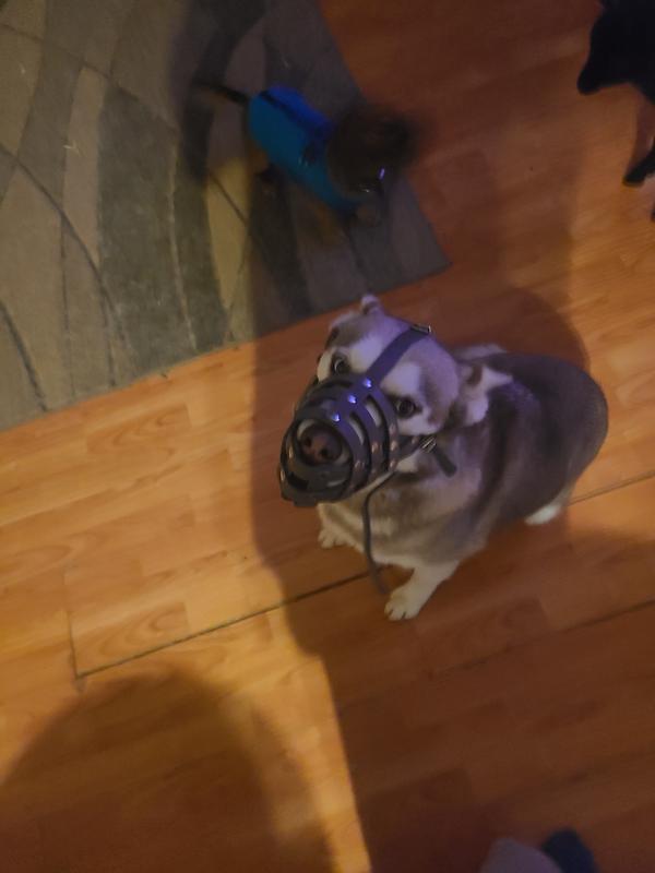 You can see on the side of her face just how much extra there is it's buckled by the top part and the length of strap below her neck is the excess from the buckle above her head