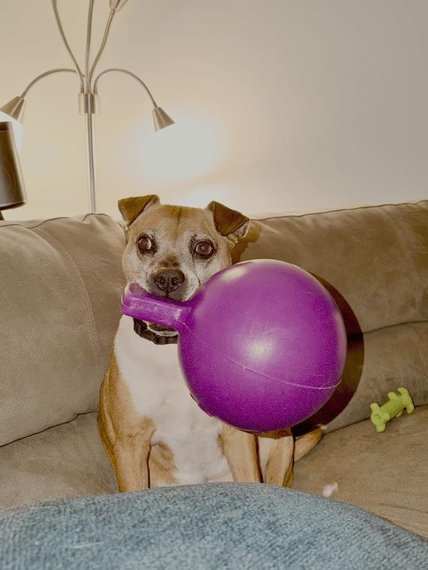 Jax with Jolly Ball