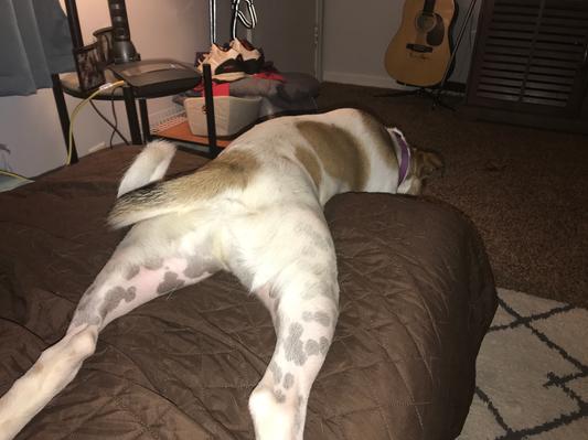 Silly dog, no more Pink legs