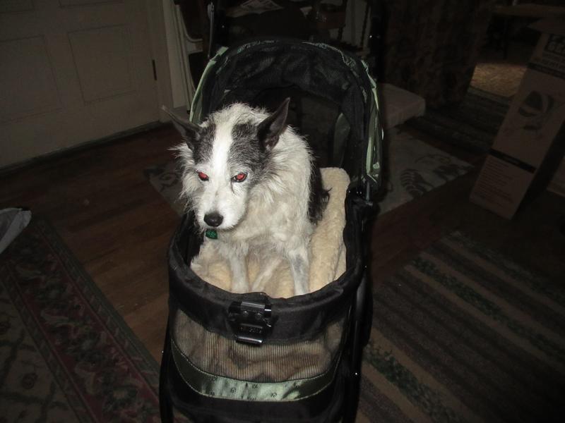 PET GEAR Special Edition NoZip Dog & Cat Stroller, Sage