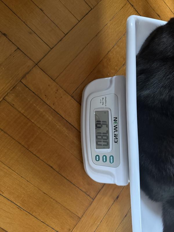 More than double his weight from 8 years ago OMG, I am such a bad cat Mom