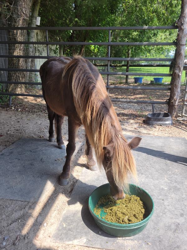 Pony prefers hay pellet mash without added Keyflow pellets