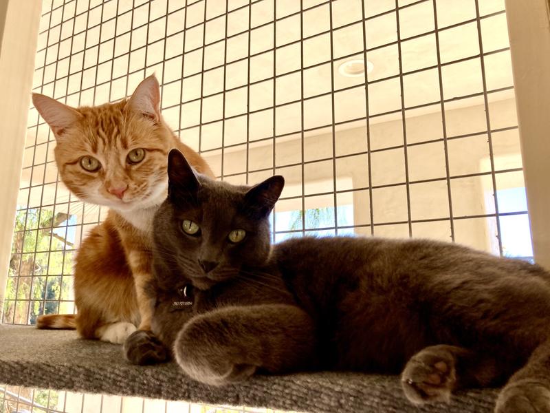 HILL'S PRESCRIPTION DIET y/d Thyroid Care with Chicken Wet Cat Food, 5.