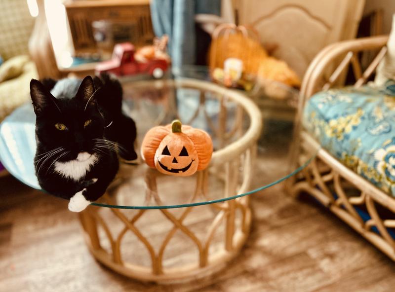 I wud lyk sum moar pwease!