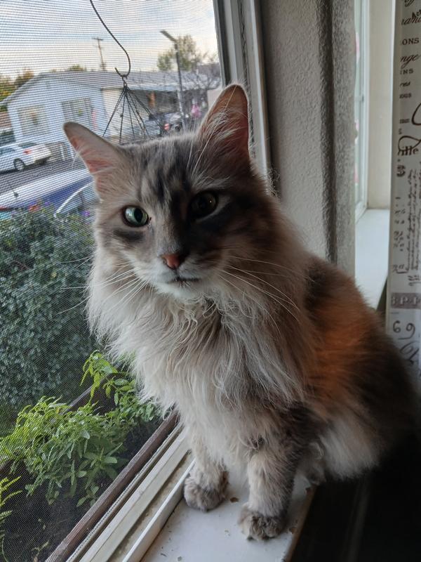 Logan spying on the neighbors