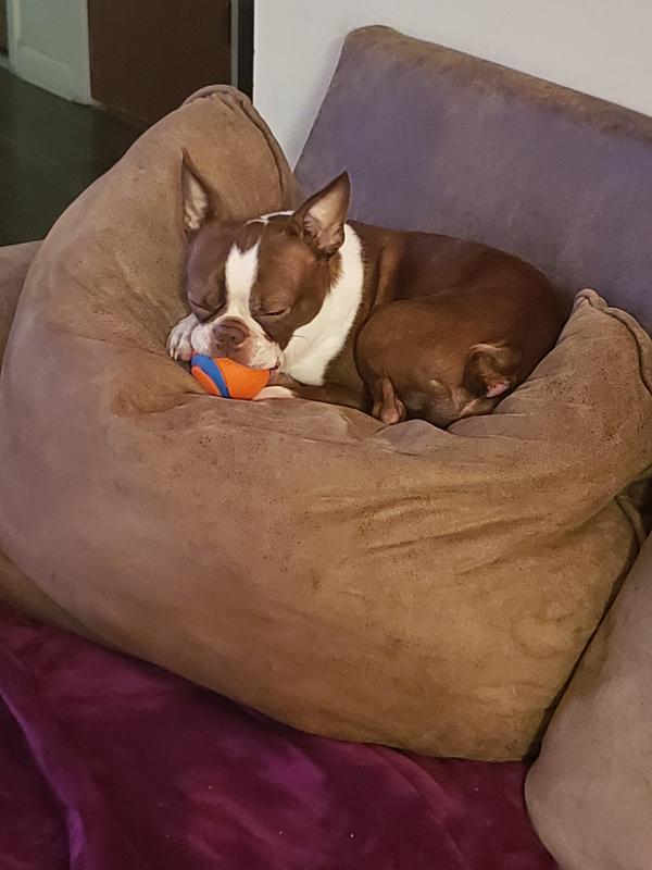 Protecting his prized possession
