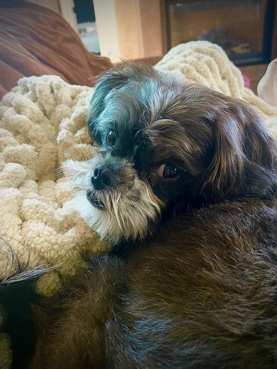 Oreo loves Chewy