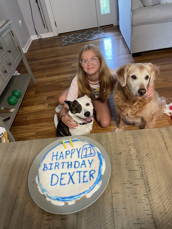 Dexter’s 11th birthday. (The golden)